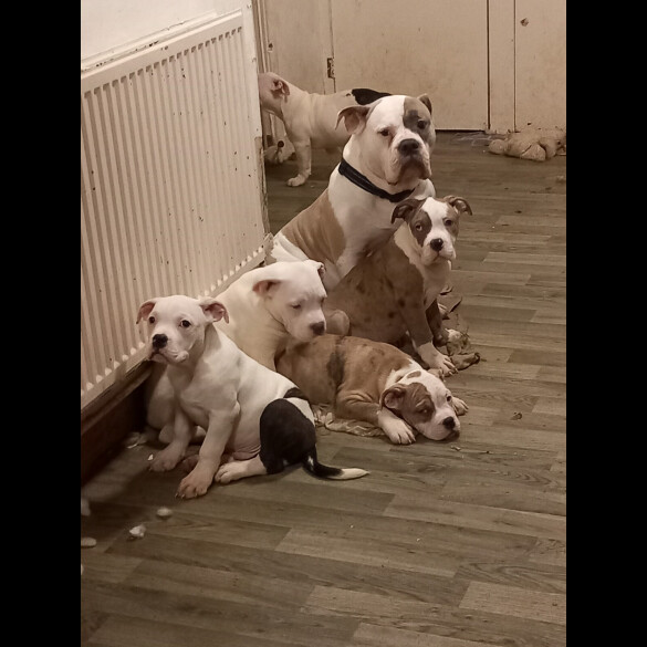 Staffordshire Bull Terrier