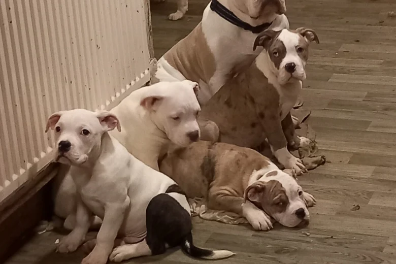 Staffordshire Bull Terrier