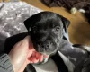 Staffordshire Bull Terrier