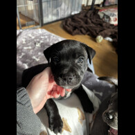 Staffordshire Bull Terrier