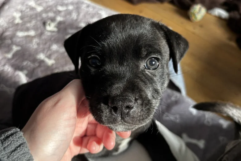 Staffordshire Bull Terrier