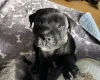 Staffordshire Bull Terrier