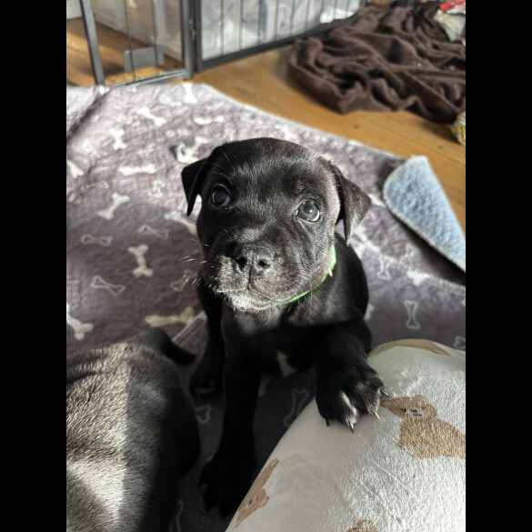 Staffordshire Bull Terrier