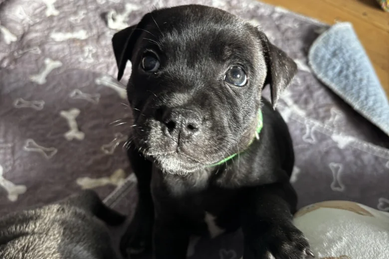 Staffordshire Bull Terrier