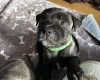 Staffordshire Bull Terrier