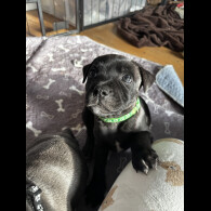 Staffordshire Bull Terrier