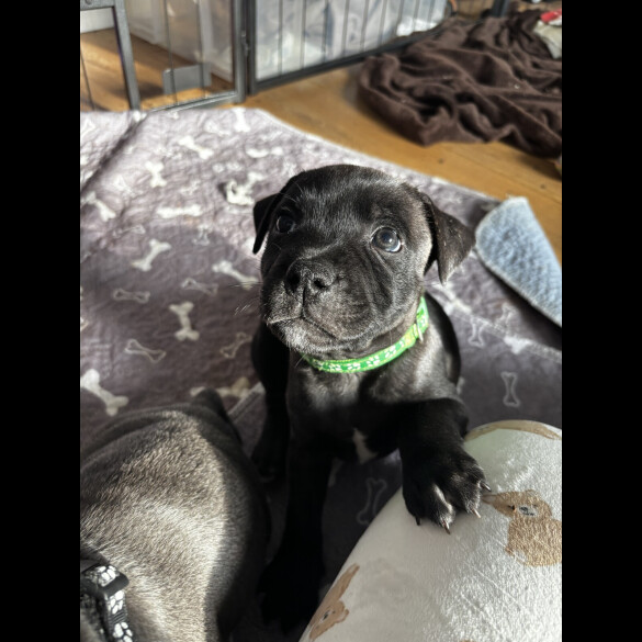 Staffordshire Bull Terrier