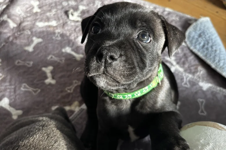 Staffordshire Bull Terrier
