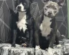Staffordshire Bull Terrier