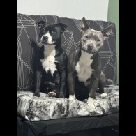 Staffordshire Bull Terrier