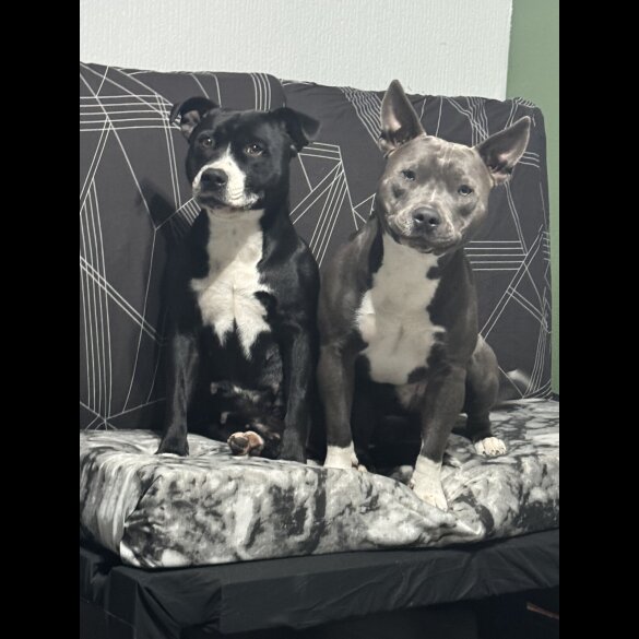 Staffordshire Bull Terrier