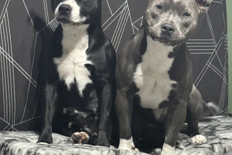Staffordshire Bull Terrier