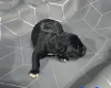Staffordshire Bull Terrier