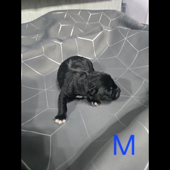 Staffordshire Bull Terrier