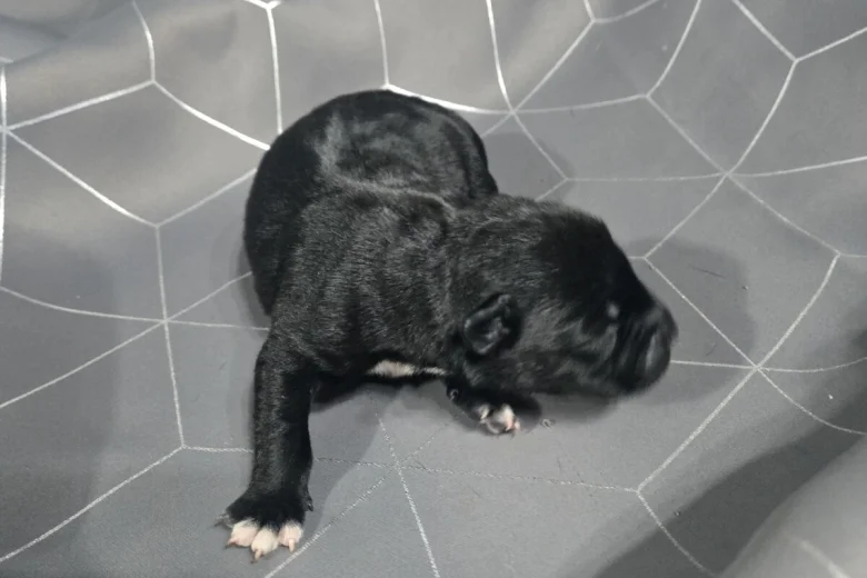 Staffordshire Bull Terrier