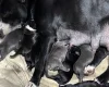 Staffordshire Bull Terrier