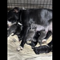 Staffordshire Bull Terrier