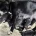 Staffordshire Bull Terrier