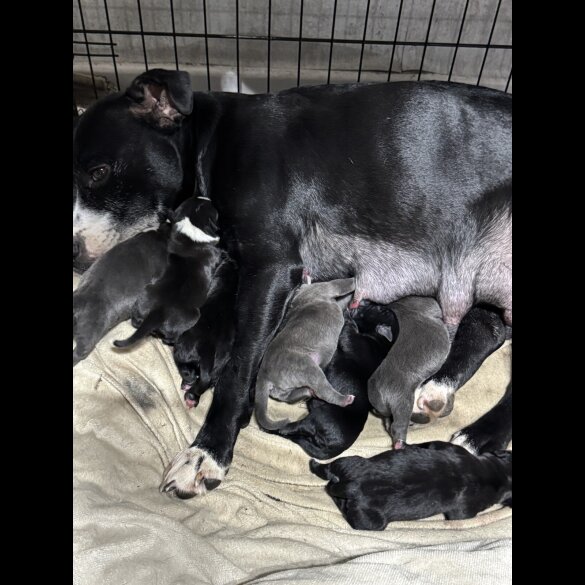 Staffordshire Bull Terrier