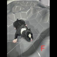 Staffordshire Bull Terrier