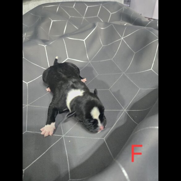 Staffordshire Bull Terrier