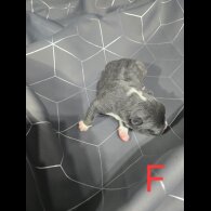 Staffordshire Bull Terrier