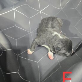 Staffordshire Bull Terrier