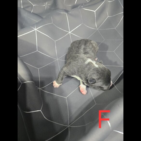 Staffordshire Bull Terrier