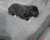 Staffordshire Bull Terrier