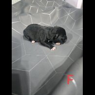 Staffordshire Bull Terrier