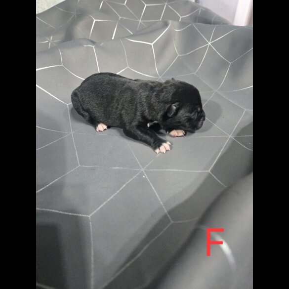 Staffordshire Bull Terrier