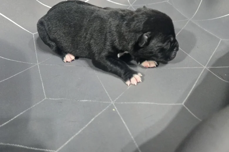 Staffordshire Bull Terrier