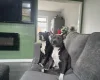 Staffordshire Bull Terrier