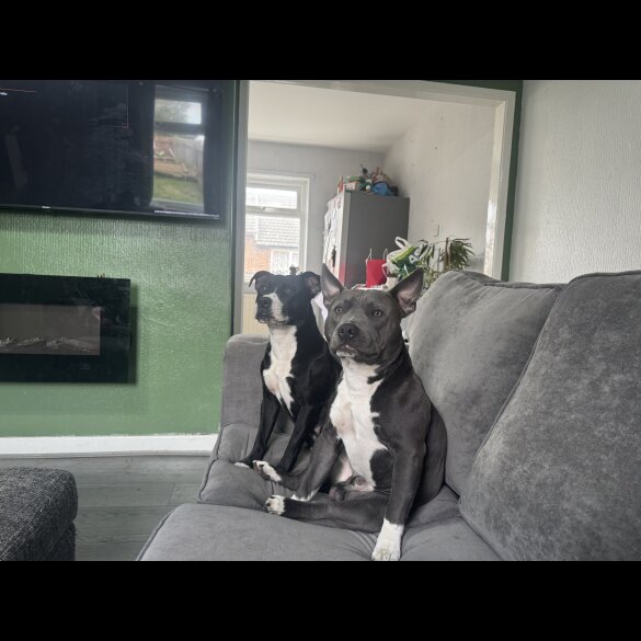 Staffordshire Bull Terrier