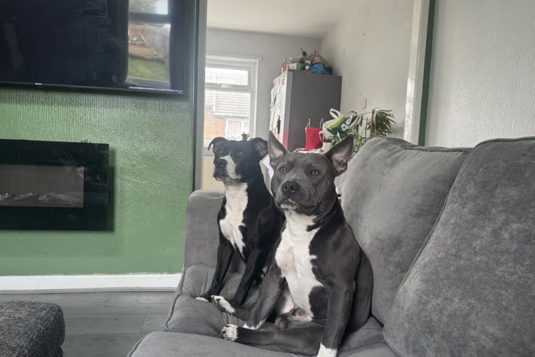 Staffordshire Bull Terrier