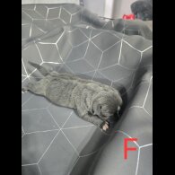 Staffordshire Bull Terrier