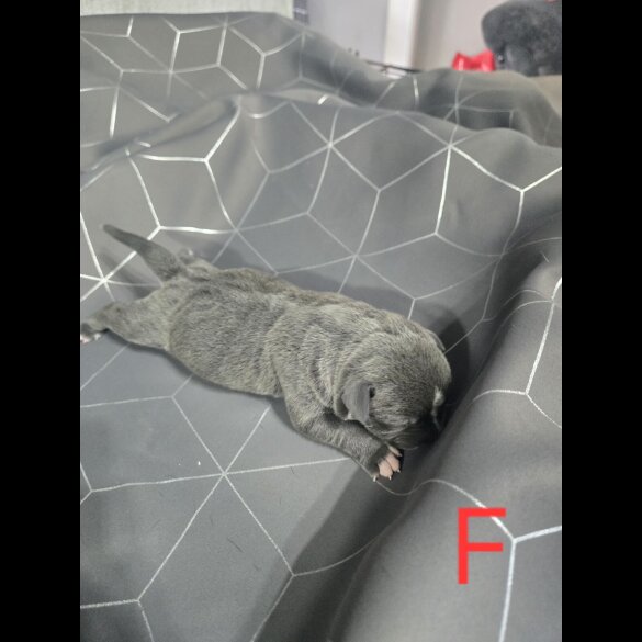 Staffordshire Bull Terrier