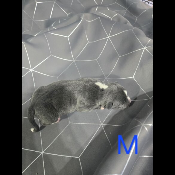 Staffordshire Bull Terrier