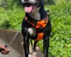 Staffordshire Bull Terrier