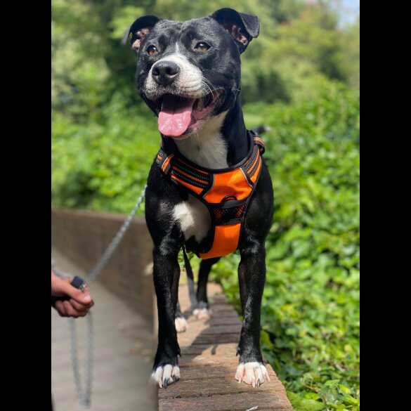 Staffordshire Bull Terrier