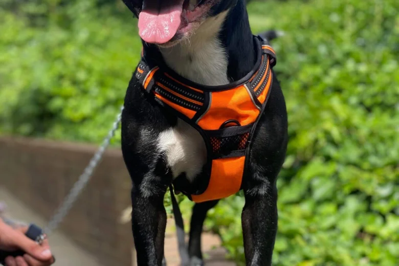 Staffordshire Bull Terrier