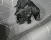 Staffordshire Bull Terrier