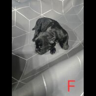 Staffordshire Bull Terrier