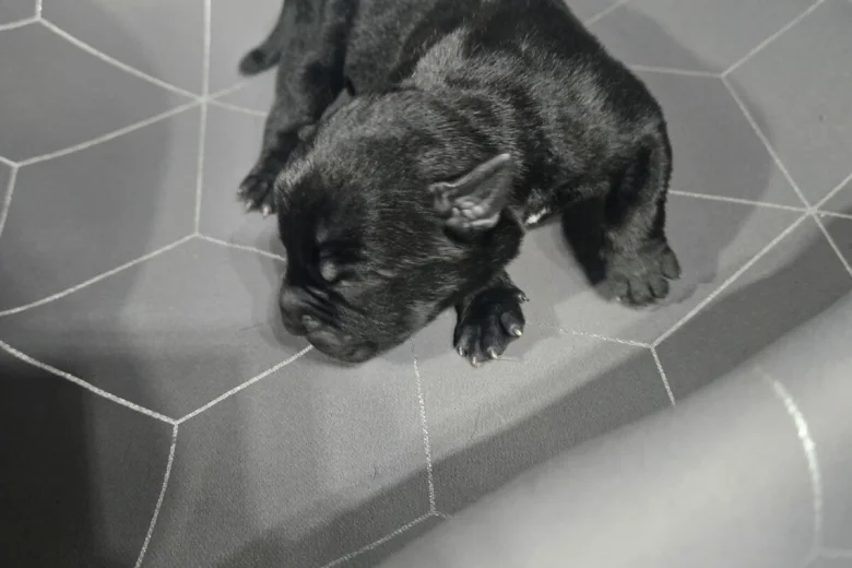 Staffordshire Bull Terrier