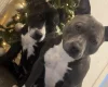 Staffordshire Bull Terrier