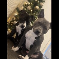 Staffordshire Bull Terrier