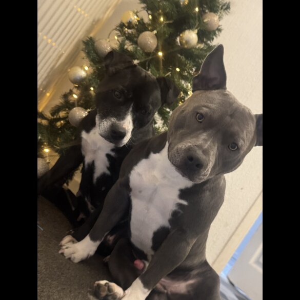 Staffordshire Bull Terrier