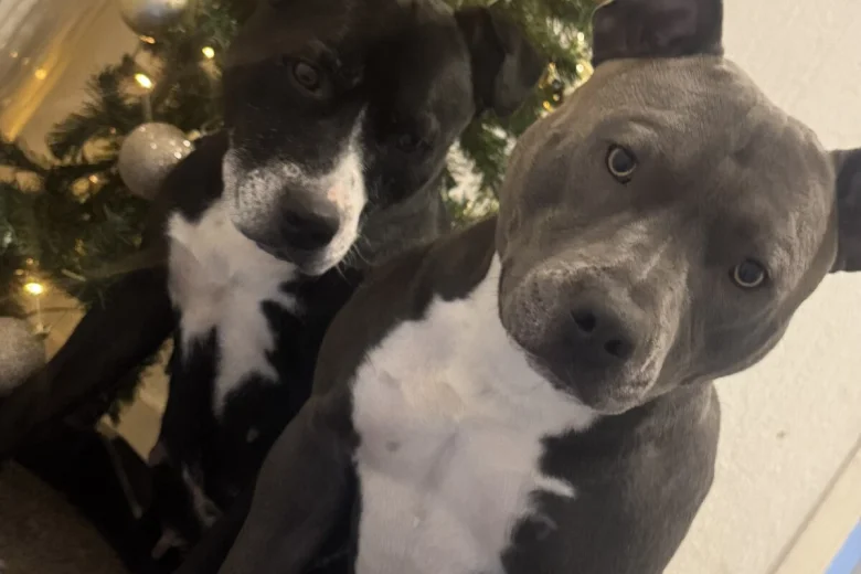 Staffordshire Bull Terrier
