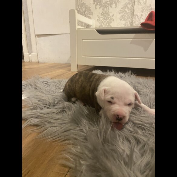 Staffordshire Bull Terrier