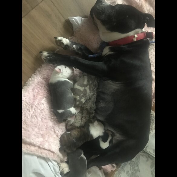 Staffordshire Bull Terrier